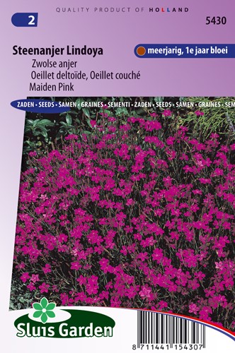 Maiden Pink Lindoya (carmine red) - Dianthus