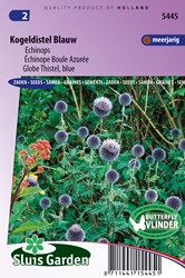 Globe Thistle Blue - Echinops
