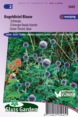 Globe Thistle Blue - Echinops