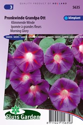 Klimmende Winde Grandpa Ott - Ipomoea
