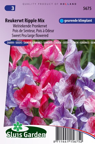 Sweet pea large flowered Ripple Mix