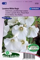 Lavatera White Regis (Bekermalva)