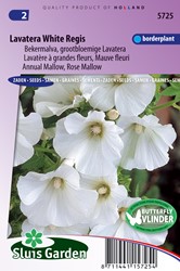 Mallow annual, White Regis