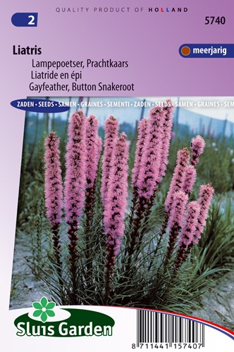 Gay feather, Button Snakeroot - Liatris