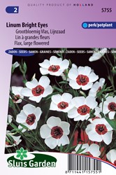 Flax large flowered Bright Eyes