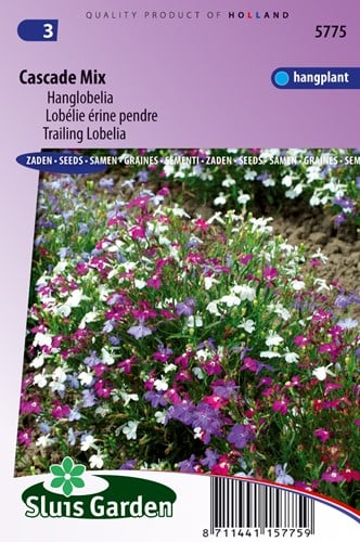 Lobelia (trailing) Cascade Mix