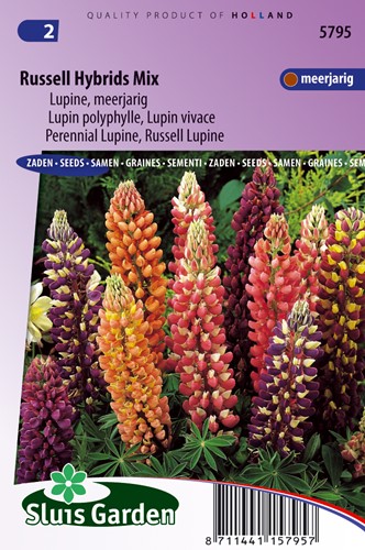 Lupin perennial, Russell hybrids Mix - Lupinus