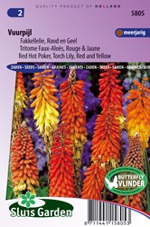 Red Hot Poker, Torch Lily Red and Yellow