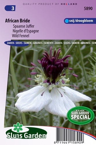 Wild Fennel African Bride