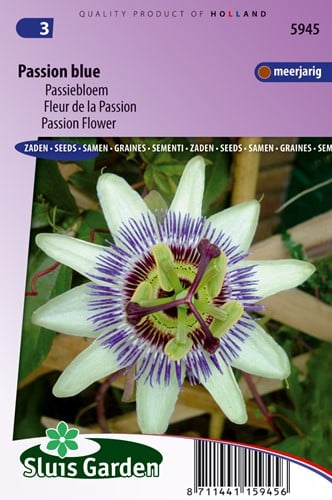 Passion Flower Passion Blue - Passiflora