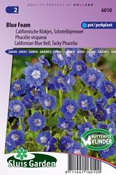 Phacelia, Californian Blue Bell Blue Foam