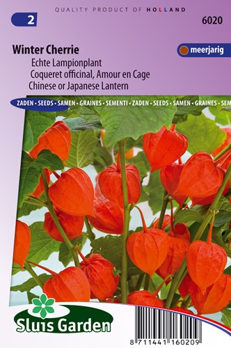 Chinese or Japanese Lantern Winter Cherry (Physalis)
