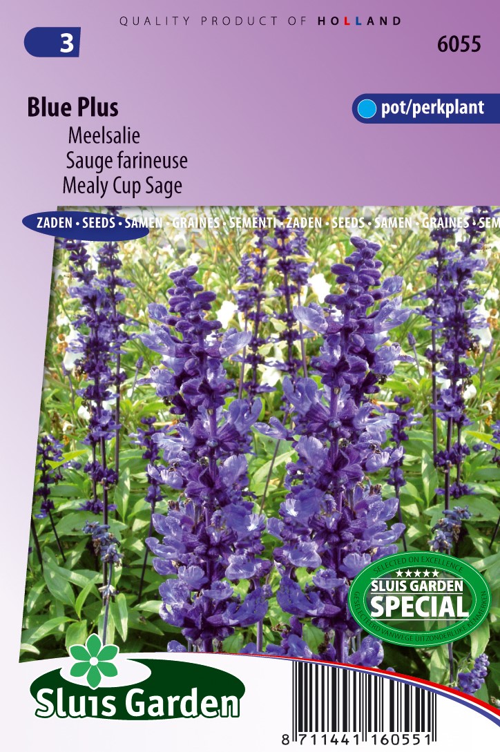 Mealy cup sage deals