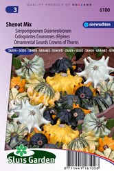 Ornamental Gourd Shenot Crown of Thorns - Cucurbita pepo
