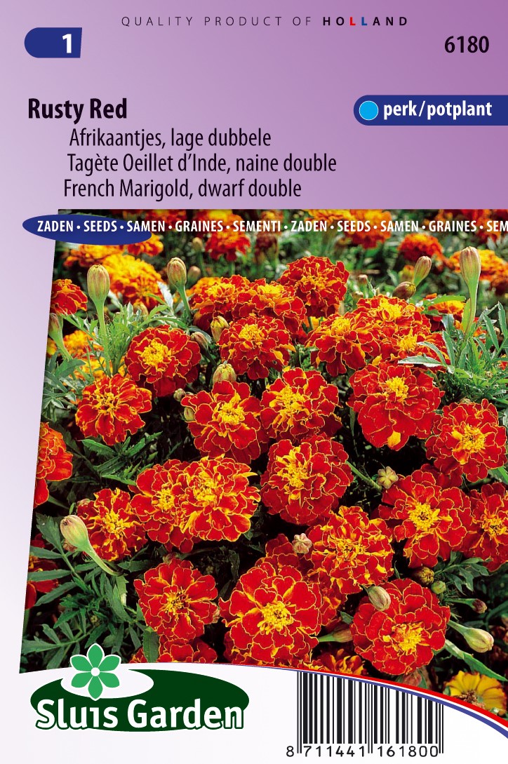 Red marigold deals