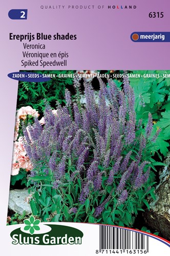 Spiked Speedwell Blue Shades