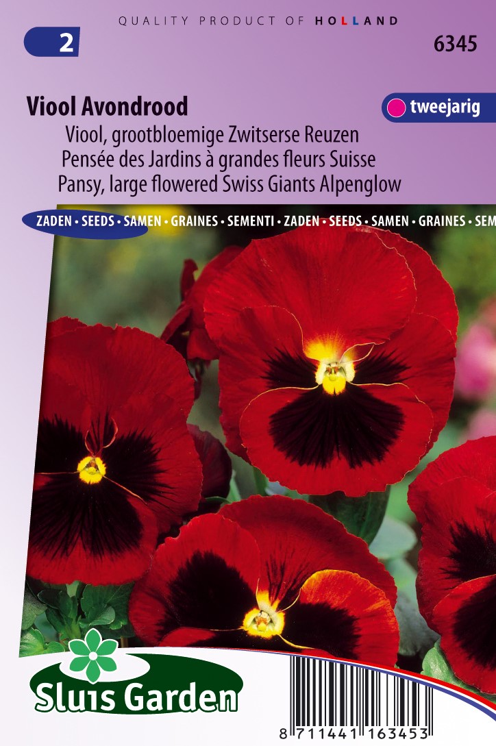 Buy Pansy Swiss Giants Alpenglow online at Gardencentre Koeman