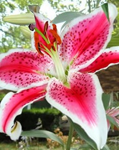 Stargazer lily perfume deals