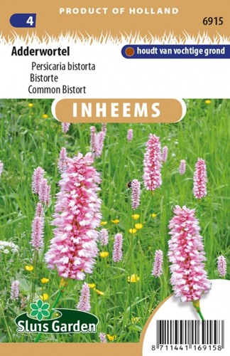 Common Bistort - Persicaria bistorta