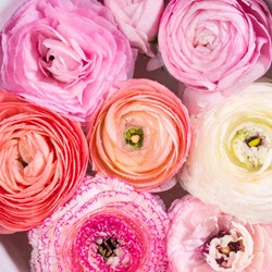 Ranunculus Pastel mix - Persian buttercup