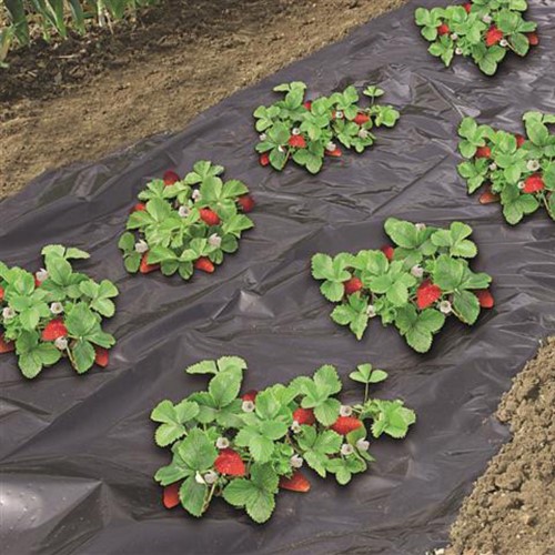 Aardbeienfolie 1.40 x 10m - Nature