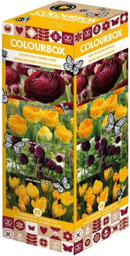 Colourbox Yellow and Purple – Flower bulbs mix