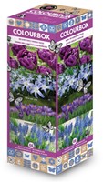 Colourbox Blue – Flower bulbs mix