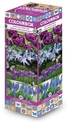 Colourbox Blue – Flower bulbs mix