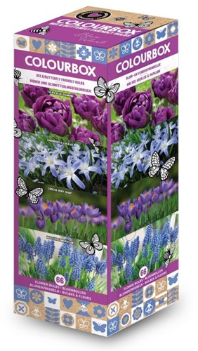Colourbox Blue – Flower bulbs mix