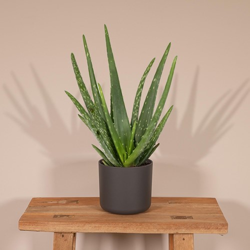 Aloe vera - Ø12cm - 40cm-3
