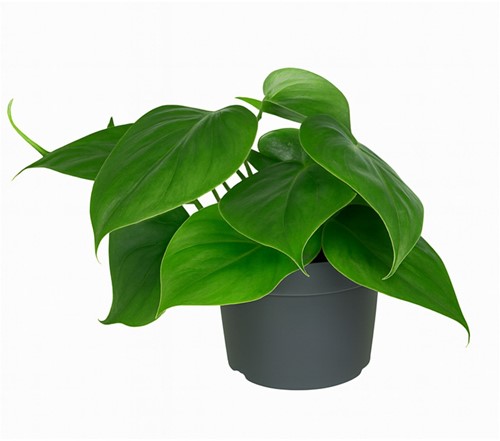 Philodendron Scandens - Ø12cm - 15cm