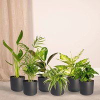 Surprise Box - x10 Houseplants Ø12cm - 25cm-3