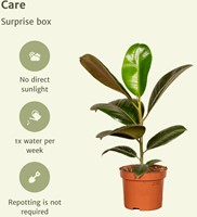 Surprise Box - x10 Houseplants Ø12cm - 25cm-2