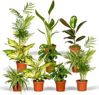 Surprise Box - x10 Houseplants Ø12cm - 25cm