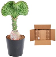 Euphorbia lactea Cristata green – 35 cm – Ø12 cm-2