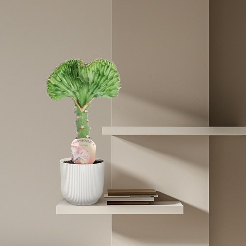 Euphorbia lactea Cristata green – 35 cm – Ø12 cm-3