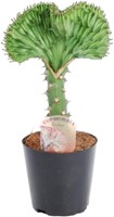 Euphorbia lactea Cristata green – 35 cm – Ø12 cm