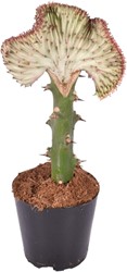 Euphorbia lactea Cristata rood - 35 cm - ø12