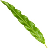 Calathea Bluegrass - 35 cm - Ø12cm-2