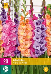 Gladiolus Viva la Vida – Sword lily
