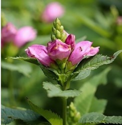 Turtlehead - Chelone Obliqua