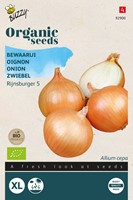 Onion Rijnsburger 5 – Buzzy Organic Seeds