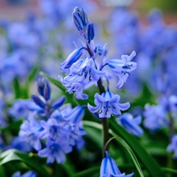 Spaanse boshyacinth Blue Bells - Scilla