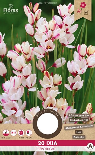 Ixia Spotlight - African corn lily