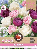 Tulips Sweet Desire Mix - Tulipa