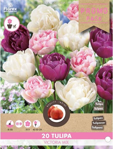 Tulips Sweet Desire Mix - Tulipa