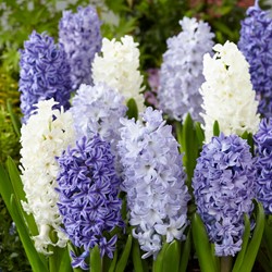 Hyacinth Blue Ocean Mix - Hyacinthus