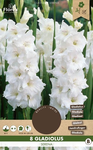 Gladiolus White - Sword lily