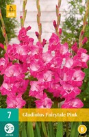 Buy Gladiolus Fairytale Pink online at Gardencentre Koeman