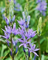 Camassia Leichtlinii Caerulea - Indianenbloem